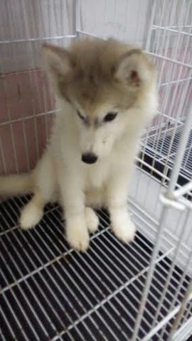 Siberian Husky - Wooly - Siberian Husky Dog