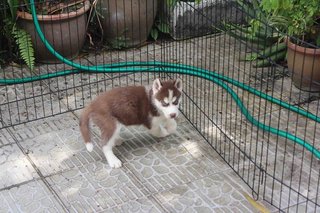 Siberian Husky - Wooly - Siberian Husky Dog