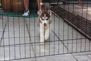 Siberian Husky - Wooly - Siberian Husky Dog