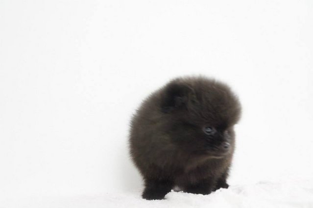 Pomeranian - Black - Pomeranian Dog