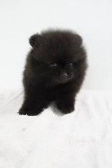 Pomeranian - Black - Pomeranian Dog