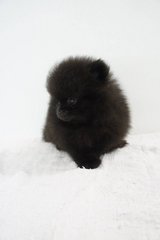 Pomeranian - Black - Pomeranian Dog