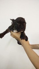 French Bulldog - Bringdle - French Bulldog Dog