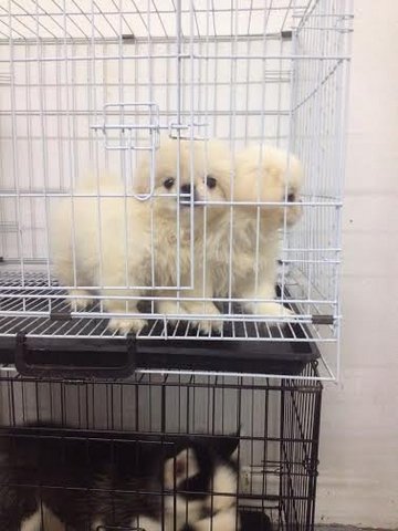 Pekingese Puppy - Pekingese Dog