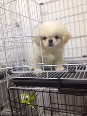 Pekingese Puppy - Pekingese Dog