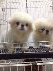 Pekingese Puppy - Pekingese Dog