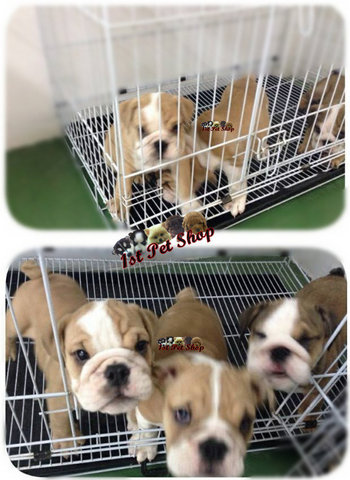 English Bulldog - English Bulldog Dog