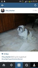 Max - Shih Tzu + Terrier Dog