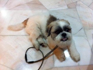 Max - Shih Tzu + Terrier Dog