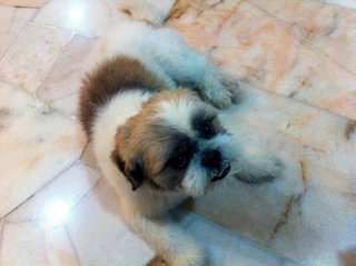 Max - Shih Tzu + Terrier Dog