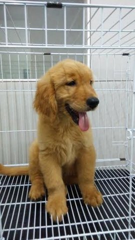 Golden Retriever  - Golden Retriever Dog