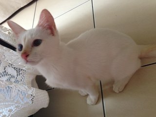 Snowie - Domestic Short Hair Cat