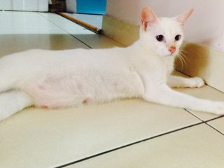 Snowie - Domestic Short Hair Cat