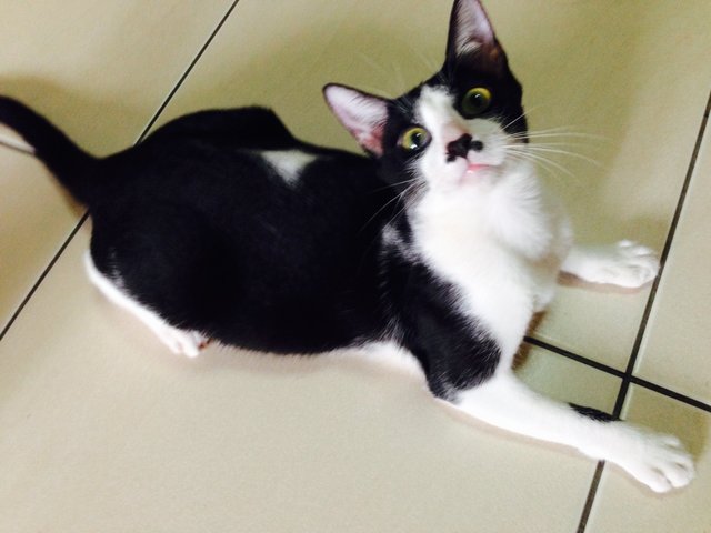 Oreo - Domestic Short Hair Cat