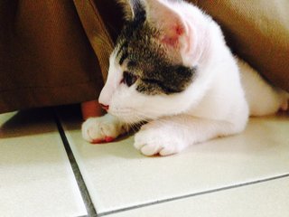 Tuah - Domestic Short Hair Cat