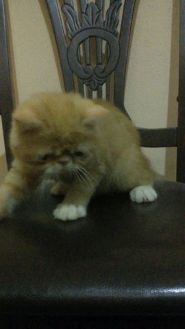 Exotic Short Hair - Exotic Shorthair Cat