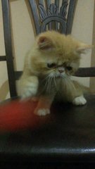 Exotic Short Hair - Exotic Shorthair Cat