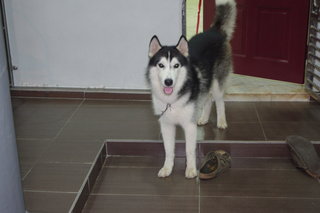 Rocky - Husky Dog