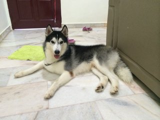 Rocky - Husky Dog