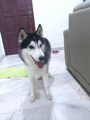 Rocky - Husky Dog