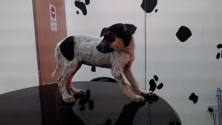 Doggies For Adoption - Mixed Breed Dog