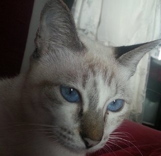 Angel - Siamese Cat