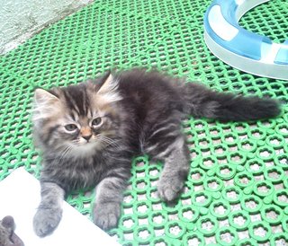 Clover Hosta - Domestic Long Hair Cat