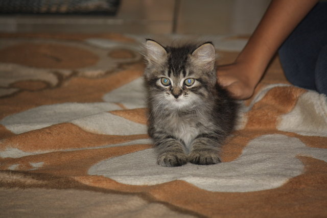 Kittens - Maine Coon Cat