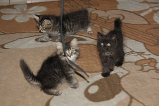 Kitten 1,2 & 3