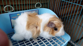 Son And Father - Guinea Pig Small & Furry