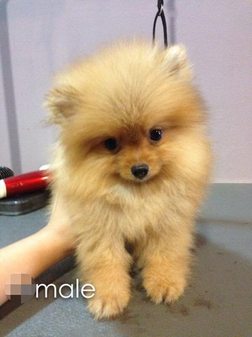 Pomeranian - Imp Indo Thick Coat - Pomeranian Dog