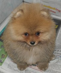 Pomeranian - Imp Indo Thick Coat - Pomeranian Dog