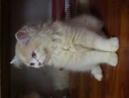 PF61999 - Persian Cat