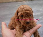 Pure Homebreed Tcup Size Poodle - Poodle Dog