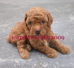 Pure Homebreed Tcup Size Poodle - Poodle Dog