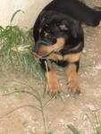 Cuddly - Labrador Retriever Mix Dog