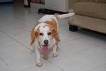 Barbie - Beagle Dog