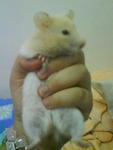 Mingming - Syrian / Golden Hamster Hamster