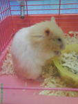 Mingming - Syrian / Golden Hamster Hamster