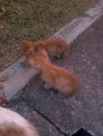 Five Oranges - Domestic Short Hair Cat