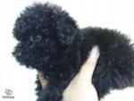 Black Toy Poodle Female - Poodle Dog