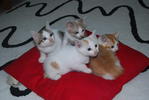 Cicie N The Gang - Domestic Medium Hair Cat