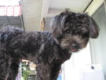 Pico - Poodle Dog