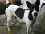 A.jing-jing - Mixed Breed Dog