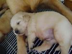 Chubby Champ Golden Retriver Pupies - Golden Retriever Dog