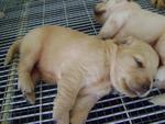 Chubby Champ Golden Retriver Pupies - Golden Retriever Dog