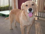 Chubby Champ Golden Retriver Pupies - Golden Retriever Dog