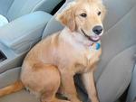 Chubby Champ Golden Retriver Pupies - Golden Retriever Dog