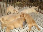 Chubby Champ Golden Retriver Pupies - Golden Retriever Dog