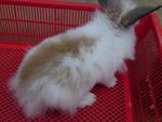 PF6276 - Angora Rabbit + Jersey Wooly Rabbit